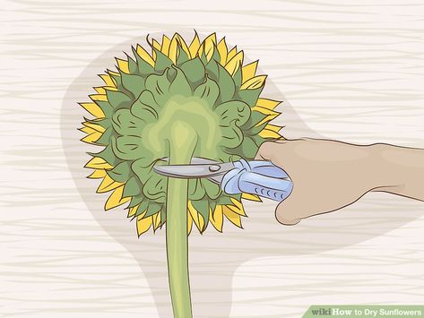 4 Ways to Dry Sunflowers - wikiHow How To Dry Out Sunflowers For Seeds, How To Dry Sunflowers For Decoration, Drying Sunflowers For Seeds, How To Dry Sunflowers, How To Press Sunflowers, How To Preserve Sunflowers, Preserving Sunflowers, Dried Sunflowers Ideas, Preserve Sunflowers