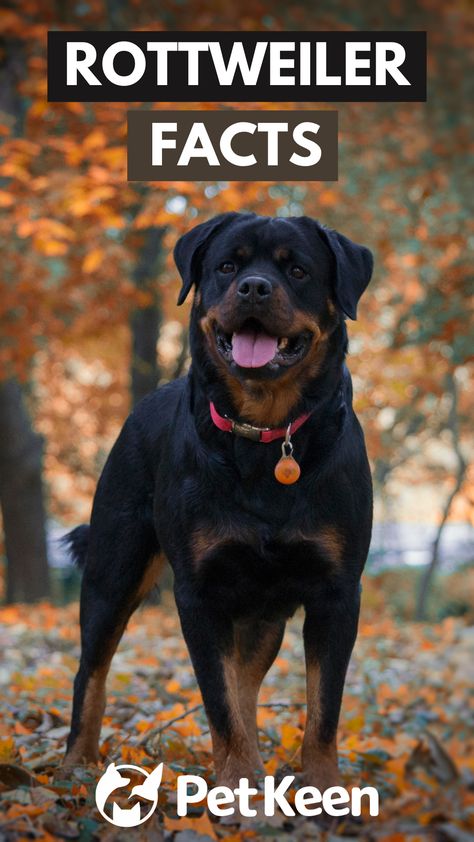 Read on to learn 10 fascinating Rottweiler facts! Rottweiler Facts, Popular Dog Breeds, Most Popular Dog Breeds, Popular Dog, Rottweiler, Dog Breeds, Egypt, To Learn, Most Popular