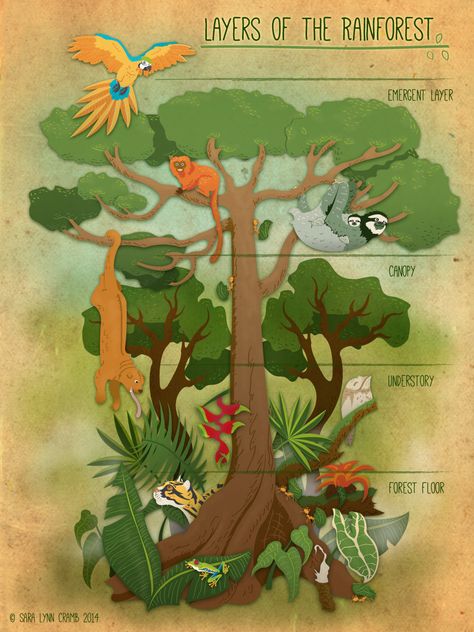 Layers of the Rainforest on Behance Rainforest Food Web, Layers Of The Rainforest, Rainforest Project, Rainforest Biome, Forest Ideas, Sara Lynn, Rainforest Habitat, School Age Activities, Jungle Mural