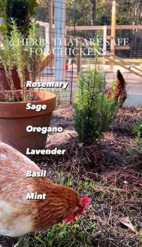 Plants For Chickens, Herbs For Chickens, Cute Chicken Coops, Chicken Coop Garden, Chicken Barn, Natural Insecticide, Backyard Chicken Coop Plans, Egg Quality, Diy Chicken Coop Plans