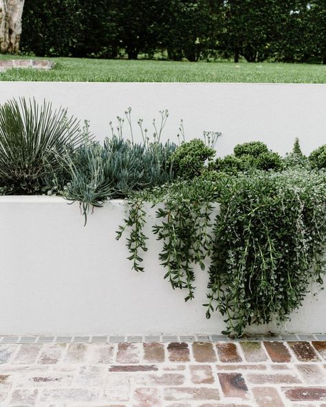 Planters Next To House, Modern Walled Garden, Garden Bed Plant Ideas, Render Garden Bed, Rendered Garden Bed, Exterior Planter Boxes, Australian Garden Bed, White Brick Planter, Recycled Brick Pathway