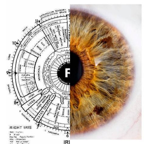 Iridology Chart, Eye Color Chart, Window To The Soul, Eye Anatomy, Basic Anatomy And Physiology, Strengths And Weaknesses, Medical School Studying, What Is Happening, Medical Illustration