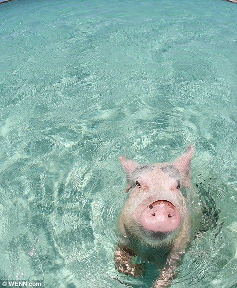 Pig Swimming, Bahamas Swim With Pigs, Swimming With Pigs, Swimming With The Pigs Bahamas, Pigs In The Bahamas, Swimming Pigs Bahamas, Pig Island, Pig Beach, Cute Baby Pigs