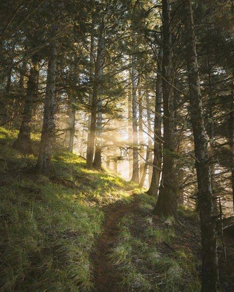 New post on tempetes http://ift.tt/2pec3fD Coastal Forest, Magical Light, Forest Light, Our Planet Earth, Beautiful Forest, Scenic Beauty, Fitness Health, Landscape Photographers, Health Wellness