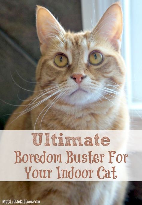 Ultimate Boredom Buster For Your Indoor Cat Cat Hacks, Cat Spray, Healthy Cat, Cat Care Tips, Kitten Care, Boredom Busters, Cat Training, Looking For Something, Cat Behavior