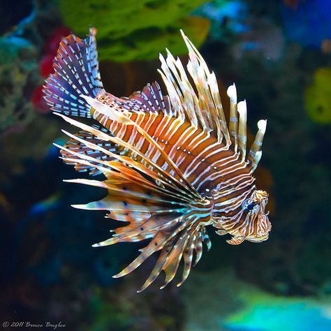 Venomous Fish | Here is one of the many beautiful fish on di… | Flickr Bawah Air, Pretty Fish, Fauna Marina, Salt Water Fish, Beautiful Sea Creatures, Lion Fish, Water Animals, Marine Fish, Underwater Creatures