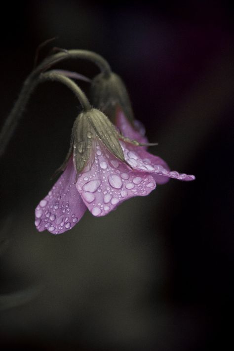 Purple flower after the rain - Garden flower after rain. After Rain, No Rain No Flowers, After The Rain, Rain Garden, Garden Flower, Purple Rain, Purple Flower, Rain Drops, In The Garden