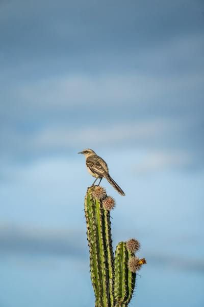 Northern Mockingbird on Cactus · Free Stock Photo Birds On Cactus, Northern Mockingbird Drawing, Mockingbird In Flight, Birds Of Northern California, Birds In Flight Photographs, Free Stock Photos, Animal Photography, Free Photos, Animal Pictures