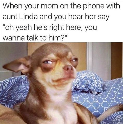 20 Chihuahua Memes That Are Too Funny Not To Laugh At - I Can Has Cheezburger? Cant Stop Laughing, Funny Dog Memes, Funny Animal Quotes, Funny Dog Pictures, Funny Animal Jokes, Crazy Funny Memes, Oh Yeah, Funny Animal Memes, Animal Jokes