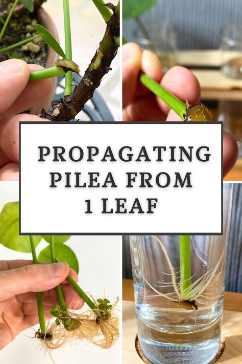 can-you-propagate-pilea-from-a-single-leaf Pilea Peperomioides Propagate, Propagate Pilea, Chinese Money Plant Care, Money Plant Care, Pilea Plant, Cat Safe Plants, Single Leaf, Pilea Peperomioides, Chinese Money Plant