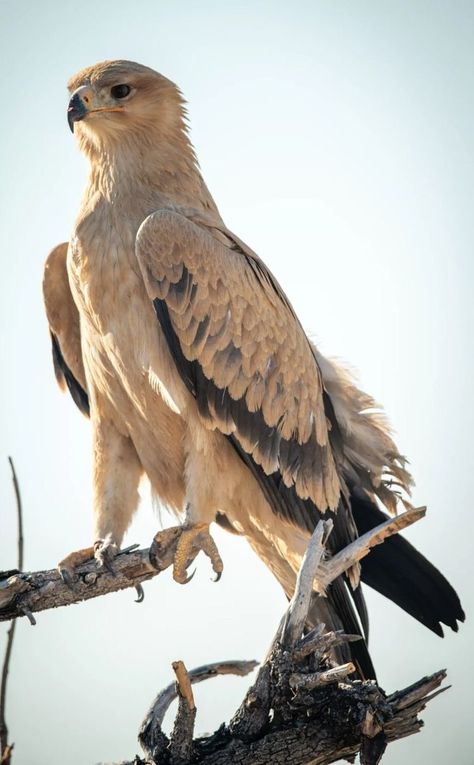 Get ready to soar with these stunning pictures of eagles! These magnificent birds of prey are captured in all their glory in this collection of breathtaking images. Learn more about eagles in our linked YouTube video. Click the link to watch now! Eagles Birds of prey hunting skills Majestic Symbolism Wildlife Nature Adaptations Talons Wingspan Nesting Conservation Feathers Mountains Predators bird tattoo bird drawing bird painting bird wallpaper bird photography birds and animals bird wall art Eagle Aesthetic, Tawny Eagle, Crazy Creatures, Drawing Tricks, Drawing Bird, Httyd Art, Photo Animaliere, Bird Drawing, Art Time