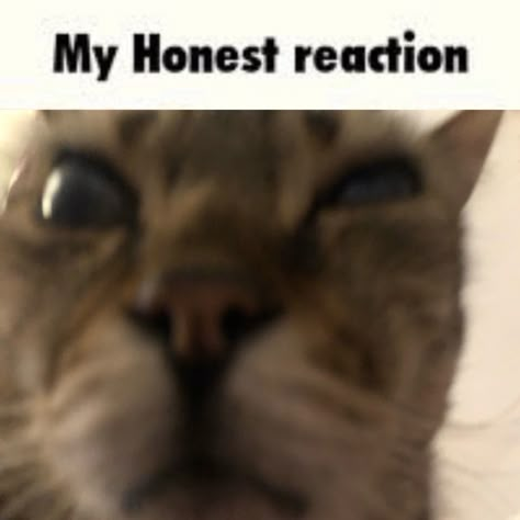 Myhonestreaction, honest, reaction, cat, kitty, kitten, cute, lmfao My Exact Reaction, Crown Reaction Pic, Fake Laugh Reaction Pic, Passive Aggressive Reaction Pic, Honest Reaction Pic, My Sincerest Reaction, My Honest Reaction Cat, My Honest Reaction Template, Horrified Reaction Pic