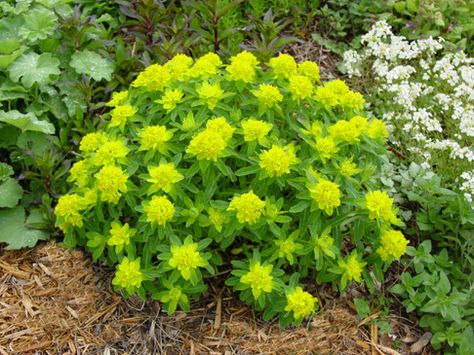 Euphorbia Polychroma -Cushion Spurge- spring interest Euphorbia Polychroma, Easy Perennials, Rock Garden Plants, Yellow Plants, Foundation Planting, Agaves, Green Foliage, Flower Farm, Plant Design