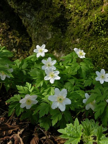 "The wood anemonie through dead oak leaves And in the thickest woods now blooms anew And where the green briar, and the bramble weaves Thick clumps o' green, anemonies thicker grew And weeping flowers, in thousands pearled in dew..."  - John Clare, 'Wood Anemonie'. Spring Woods, Flowers In The Woods, Flower In Forest, Anemone Nemorosa, Woodland Wildflowers, Wood Anemone, Woodland Flowers, English Country Gardens, Forest Flowers