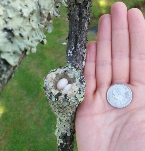 Hummingbird Nests, Hummingbird Nest, Backyard Birds, Pretty Birds, Back To Nature, Bird Nest, Little Birds, Small Birds, Birds Of Paradise