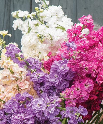 Stocks Flowers Garden, Growing Stock Flowers, Stock Flower Garden, Stocks Bouquet, Matthiola Flower, Stocks Flowers, Cut Flower Garden For Beginners, Flower Garden For Beginners, Chateau Garden