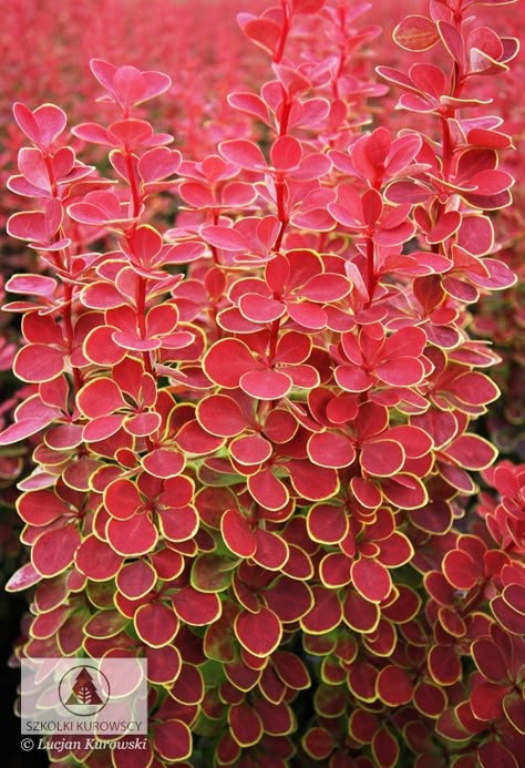 Berberis Thunbergii, Japanese Barberry, Orange Sunrise, Garden Shrubs, Japanese Flowers, Landscaping Plants, Trees And Shrubs, Japanese Garden, Backyard Landscaping Designs