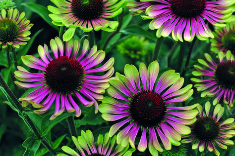 Silver Falls Dichondra, Garden Concept, Purple Coneflower, Backyard Gardens, Gardens Ideas, Gardening Design, Perennial Border, Plants For Hanging Baskets, Landscaping Garden