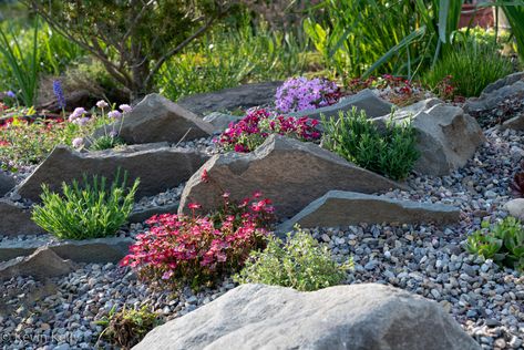 Review of 2022 in Kevin’s Garden - FineGardening Crevice Garden, Gardening Photos, Flagstone Path, Garden Rocks, Landscape Rock, Small Front Yard Landscaping, Small Front Yard, Forest And Wildlife, Alpine Plants