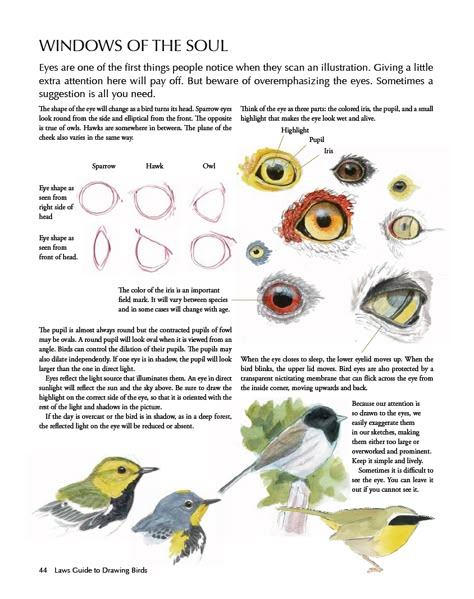 Laws Guide to Drawing Birds eyes John Muir Laws, Bird Anatomy, Draw Birds, Drawing Birds, Nature Journaling, Nature Sketch, How To Draw Animals, Bird Drawing, Draw Animals