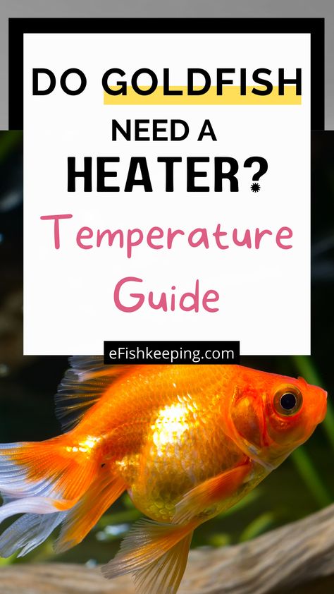 do-goldfish-need-a-heater-temperature-guide Goldfish Care, Goldfish Aquarium, Fish Keeping, Goldfish, Fish Pet, Cold Water, Need To Know, Fish, Water