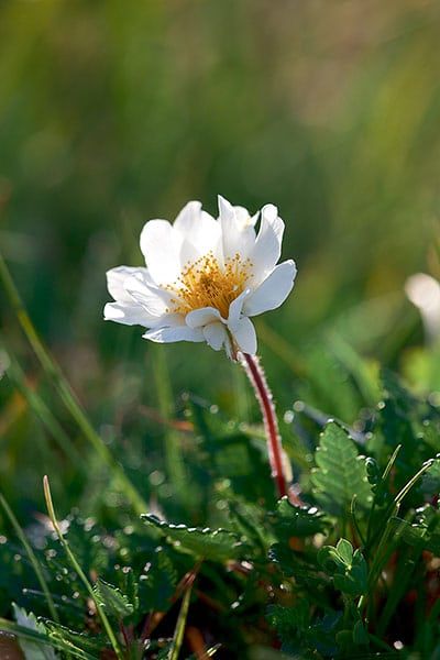 Sarah Raven identifies 10 of Britain's rarest gems of the plant kingdom Mountain Avens, Flowers Mountain, Mountain Wildflowers, Wildwood Flower, Scottish Flowers, British Wild Flowers, Europe Day, Pretty Plant, Flight Feathers