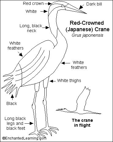 Crane Printout- EnchantedLearning.com Heron Art, Great Egret, Japanese Crane, Stained Glass Birds, Great Blue Heron, Red Crown, Landscape Quilts, Crane Bird, Art Instructions