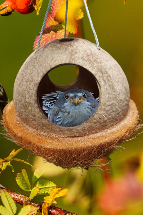 This is all natural coconut shell nest hiding place for a small bird such as parakeet or finch or a small animal, who likes a hiding place. Rustic Pots, Hanging Bird Feeder, Palm Wood, Coconut Coffee, Bamboo Crafts, Bamboo Basket, Herb Pots, Bird Nest, Coconut Shell