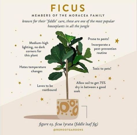 🌿 Ficus: Members of the Moraceae Family 🌿 Known for their "fiddle" care, Ficus plants are among the most popular houseplants in the jungle of indoor gardening. Here's what you need to know to keep your Fiddle Leaf Fig (Ficus Lyrata) happy and healthy! 🌱✨ Ficus Care Tips: • Lighting: Prefers medium-high lighting. Avoid dark corners. • Watering: Allow the soil to get 75% dry between a good soak. • Temperature: Hates temperature changes, so keep it stable. • Pests: Prone to pests; incorporate ... Pinterest Plant, Ficus Plant, Indoor Oasis, All Things Green, Pest Prevention, Plant Care Tips, Plant Journal, Ficus Lyrata, Plant Box