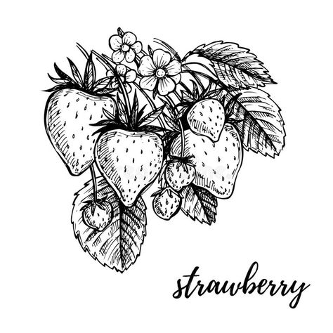 Strawberry Sketch, White Strawberries, Detailed Line Art, Strawberry Drawing, Fruit Drawing, Sketch Tutorial, Strawberry Tattoo, Strawberry Theme, Strawberry Art