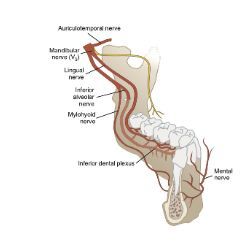 Anterior belly: innervated by mylohyoid nerve, branch of trigeminal nerve. Trigeminal Nerve, Nerve