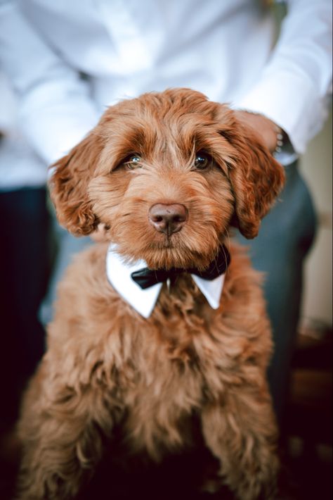 Cute little amazon find Cute Tuxedo, Groomsmen Outfits, Animal Supplies, Pet Cats, Dog Collar Bow Tie, Small Animal Supplies, Black Bow Tie, Boy Dog, Golden Retriever Puppy