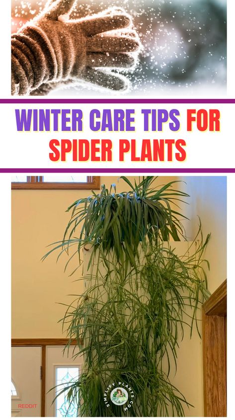 "Discover essential winter care tips for your spider plants to thrive during the colder months! This guide covers key aspects of spider plant care, including indoor gardening techniques and houseplant winter care strategies. Learn effective spider plant maintenance and cold weather plant care methods to keep your greenery healthy and vibrant all winter long. Perfect for plant enthusiasts looking to enhance their winter plant tips!" Spider Plant Brown Tips, Spider Plant Propagation, Cold Weather Plants, Plant Leaves Turning Brown, Spider Plant Care, Spider Plant Babies, Brown Tips, Winter Care, Houseplant Care