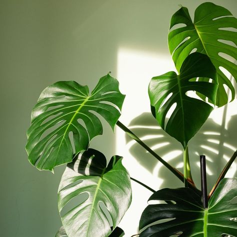 Monstera deliciosa houseplant Big Leaf Plants, Monstera Plant Care, Houseplants Low Light, Swiss Cheese Plant, Leafy Plants, Ficus Elastica, Cheese Plant, Iron Plant, Best Indoor Plants