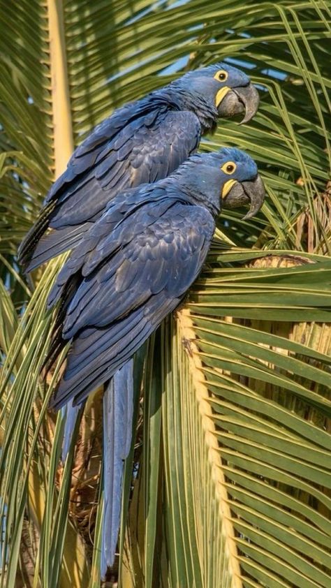 Blue parrots 🦜 🦋💙 Brazil Aesthetic Wallpaper, Rio Aesthetic, Brazil Animals, Brazil Core, Brazil Vibes, Brazil Summer, Brazilian Summer, Brazil Wallpaper, Brazil Aesthetic