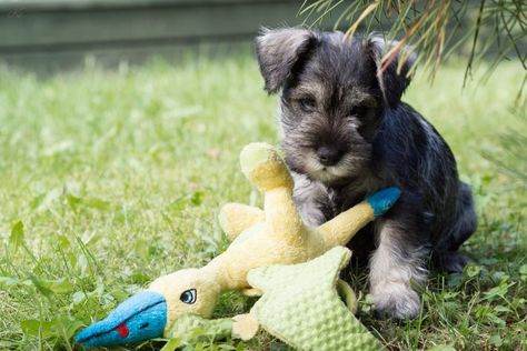 Remove term: miniature schnauzer personality miniature schnauzer personality Schnauzer Breed, Hypoallergenic Dog Breed, Yorkie Mix, Miniature Schnauzer Puppies, Cairn Terriers, Norwich Terrier, Hypoallergenic Dogs, Farm Dogs, Schnauzer Puppy