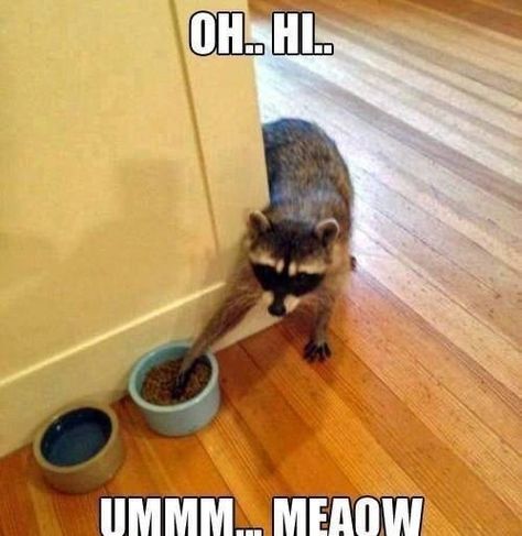 Raccoon Memes, Animal Captions, Dog Cat Pictures, Dog Quotes Funny, Funny Pictures With Captions, Cat Quotes Funny, Raccoon Funny, Everything Funny, Memes Hilarious