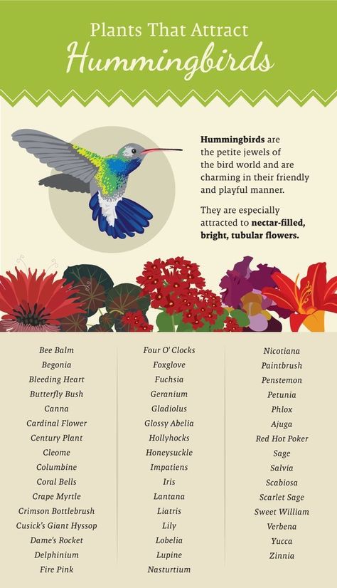 Plants For Hummingbirds, Garden Beds Layout, Raised Garden Beds Layout, Butterfly Garden Plants, Hummingbird Plants, Attract Hummingbirds, Hummingbird Flowers, Hummingbird Garden, How To Attract Birds