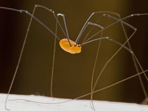 The Myth of the Grandaddy Long Legs Long Leg Spider, Winter Lawn Care, Spider Identification, Poisonous Spiders, Small Insects, Bed Bugs, Arachnids, Beetles, Lawn Care