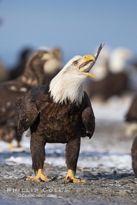 Bald eagle eating fish Bald Eagle Photography, Eagle Image, Make Your Hair Thicker, Eating Fish, History Photography, Animals Food, Eagle Images, Eagle Pictures, Bald Eagles