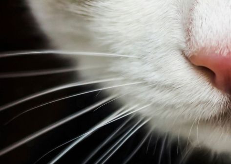 Facts About Cats, Cat Whiskers, Animal Farm, Fascinating Facts, Pet Fashion, Animal Facts, Cat Facts, Pet Life, About Cats