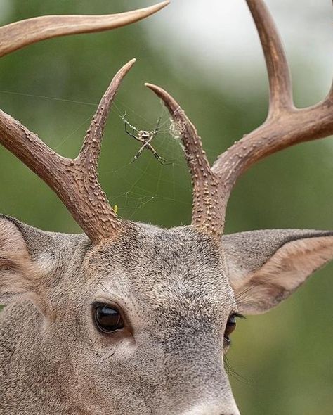 Hector David Astorga on Instagram: "Whitetail buck w/ spider. Now this is something that I have never seen before. A very nice 8-point buck that has been hanging out at one of our blinds came in the other day with a resident between his brow tines. A spider has taken residence on his rack!!! 😂🕷 Im not sure if this guy fell asleep somewhere and the spider climbed on or he walked through the spider's web and it then took residence on him. Either way it was fun seeing this and capturing it. Whitetail Bucks, Terraria, Found Art, Pretty Animals, A Deer, Art Reference Photos, Spiders, Spider Web, Antlers