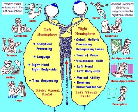 Idea 1:Integrate. Connect and redirect.  when child is having emotional control issue, connect emotionally first, which is right brain. Then, bring on the left brain discipline and logic. Left Brain Right Brain, Teenage Brain, Corpus Callosum, Brain Based Learning, Left Brain, Brain Gym, Brain Science, Art Therapy Activities, Right Brain