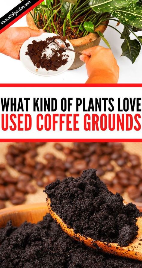 Potassium For Plants Diy, Make Fertilizer For Plants, How To Dry Coffee Grounds, Uses For Coffee Grounds In The Garden, Potassium For Plants, Using Coffee Grounds In Garden, Used Coffee Grounds Uses Garden, Fertilizers For Plants, Coffee For Plants Gardening Tips