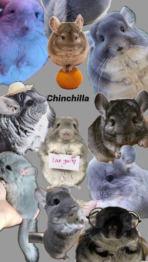 Chinchilla Wallpaper, Cute Chinchilla, Chinchilla Cute, Chinchilla Pet, Chinchillas, Hello Kitty Iphone Wallpaper, Taylor Swift Wallpaper, Ragdoll Cat, Rodents