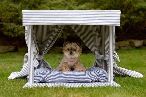 puppy cabana Dog Cabana, Designing A House, Poolside Cabana, Dog Pool, Pool Cabana, Dexter Morgan, Lucky Dog, Dog Pin, New York Post