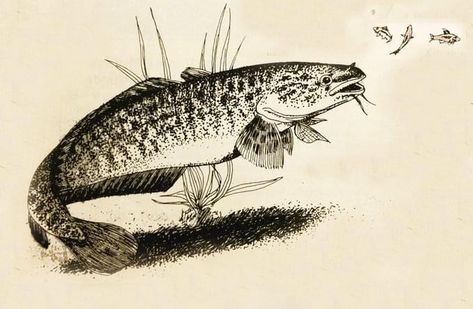 The Burbot (Lota lota) is the only freshwater gadiform (cod-like) fish. Also known as the bubbot, mariah, loche, cusk, freshwater cod, freshwater ling, freshwater cusk, the lawyer, coney-fish, lingcod, and eelpout. Interesting fact: The liver of the burbot has three to four times the potency in Vitamin D, and four to 10 times in Vitamin A, then the "good grades" of cod-liver oil. The word Burbot is from the Latin word barba, meaning beard, referring to the chin whisker or barbel. Cod Liver, Cod Liver Oil, Fat Burning Machine, Latin Word, Polycystic Ovaries, Excess Hair, Midsize Style, The Liver, Hormone Imbalance