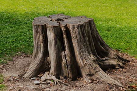 tree stump ideas Kill Tree Stump, Removing Tree Stumps, Stump Grinder, Stump Removal, Tree Removal, Diy Tree, Tree Service, Top Soil, Tree Stump