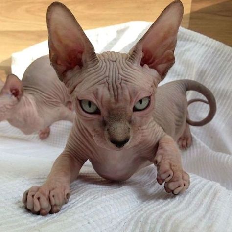 Cute Hairless Cat, Hairless Cats, Sphynx Cats, Sphinx Cat, Cat Selfie, Hairless Cat, Sphynx Cat, Cat Tee, Cat Names