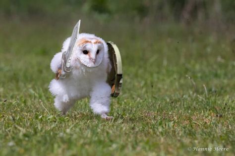 An owl hurrying somewhere on the grass touched millions and became a popular meme Owl Meme, Funny Owls, Owl Pictures, Silly Animals, Cute Animal Photos, Barn Owl, Cute Owl, Cute Birds, Animal Photo